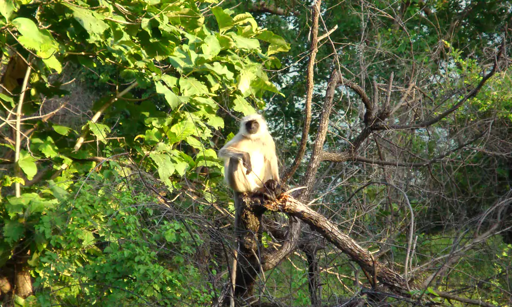 Mount Abu Wildlife Sanctuary